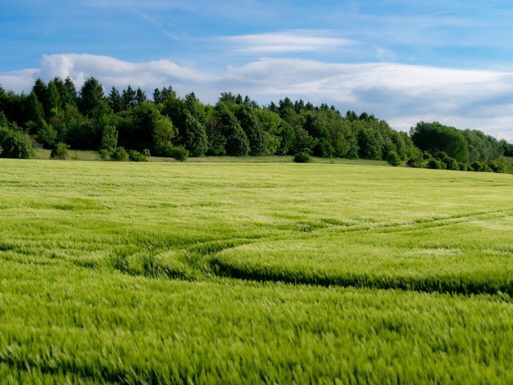 Fält och träd